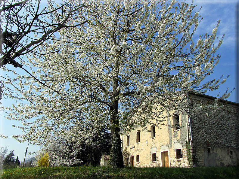 foto Ciliegi in fiore tra i Colli Asolani